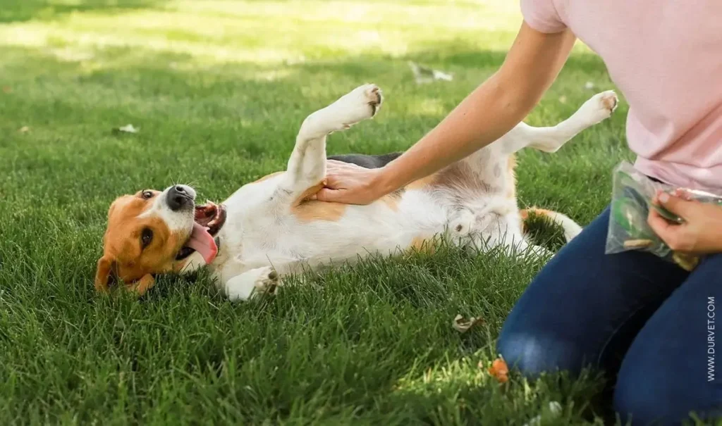 lookwhatmomfound.com pets
